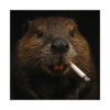 Castor fumeur