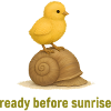 Poussin sur escargot – Repos matinal