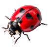 Ladybugs are also called ladybugs