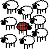 Tartan Sheep