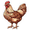 Vibrant Chicken Illustration
