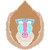 Baboon Baboon Primate Monkey Monkey