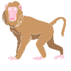 Baboon Baboon Primate Monkey Monkey