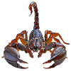 Scorpion