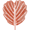 Alder Leaf - Botany