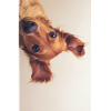 Curious Pup Portrait
