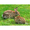 Wild rabbit on meadow