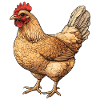 Golden Hen Illustration