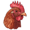 Chicken face in pop art style