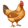 Golden Hen Illustration