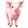 Pink Pig Portrait
