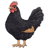 Schwarzer Hahn Illustration
