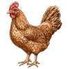 Chicken Illustration in Warm Feather Pattern
