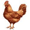 Brown Chicken Illustration