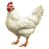 White Chicken Motif Illustration