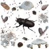 Hirschkäfer mit Tannenzapfen und Pilzen