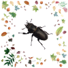 Hirschkäfer mit Herbstlaub
