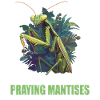 Praying mantises Praying mantis