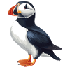 Puffin Papageientaucher
