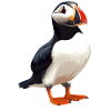 Puffin Papageientaucher