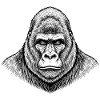 Gorilla