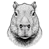 Capybara