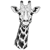 Girafe
