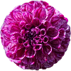 Dahlia pourpre