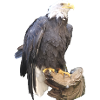 Eagle on Wooden Branch