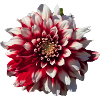 Red White Dahlia