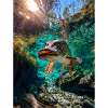 Pike in clear water