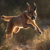 Caracal en saut – Férocité en mouvement