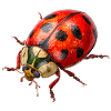 Marienkäfer als Glücksbringer