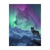 Nordlichtwolf im Gebirge