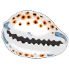 Shell with dots