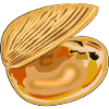 Coquille déployée