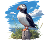 Puffin Papageientaucher