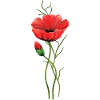 Fleur