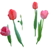 Tulipes