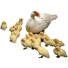 Flying duck with chicks