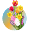 Spring bouquet with tulips, daffodils & hyacinths