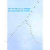 Birds in the sky
