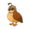 Quail