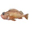 Poisson rouge