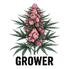 Cannabis Grower Bubblegum