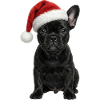 French Bulldog Puppy with Santa Hat