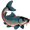 Carp in the midnight blue