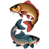 Farbige Karpfen Fische
