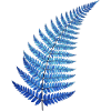 Blauer Farn Traum