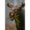 Moose in snow with spruce twigs